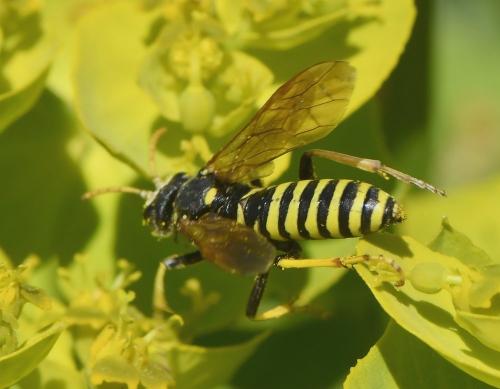 Cephaledo meridiana